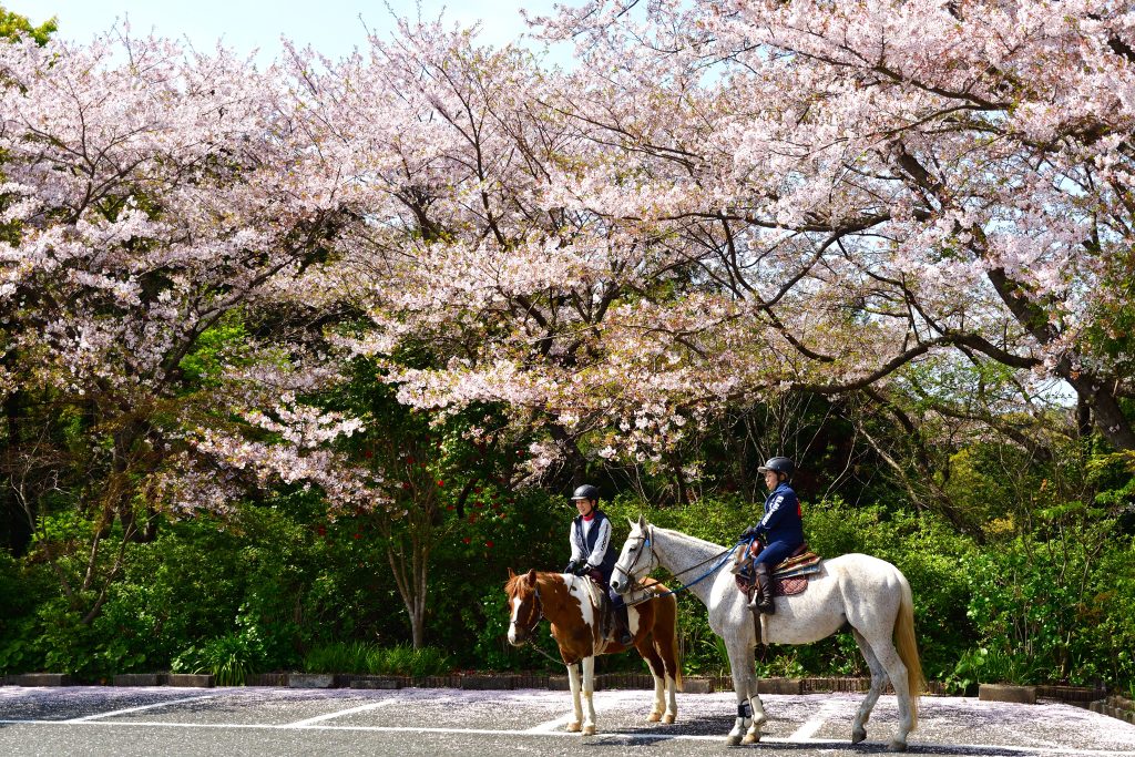 20190408鎮国寺周辺20190408_0015
